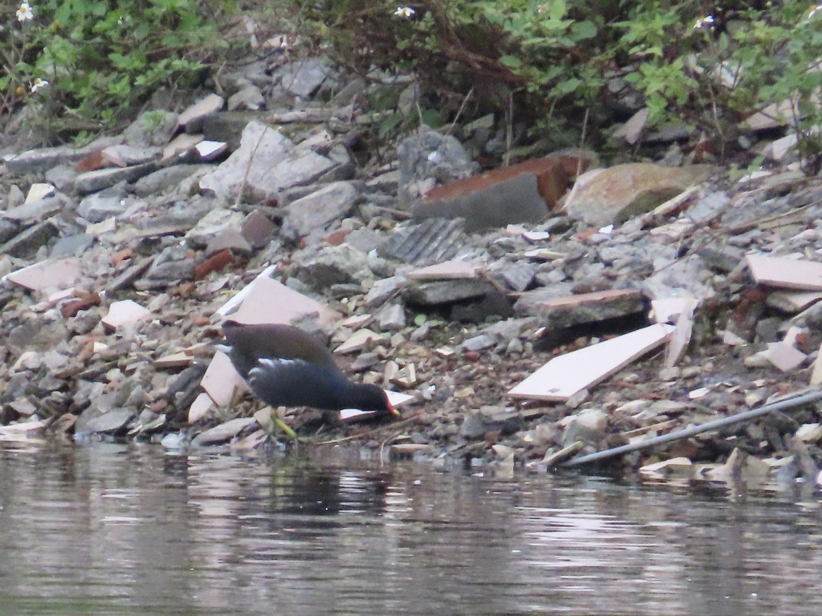 紅冠水雞 - ML649271158