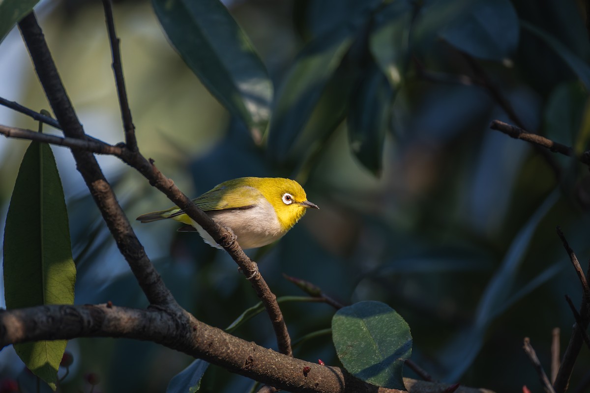 斯氏繡眼(綠繡眼) - ML649271161