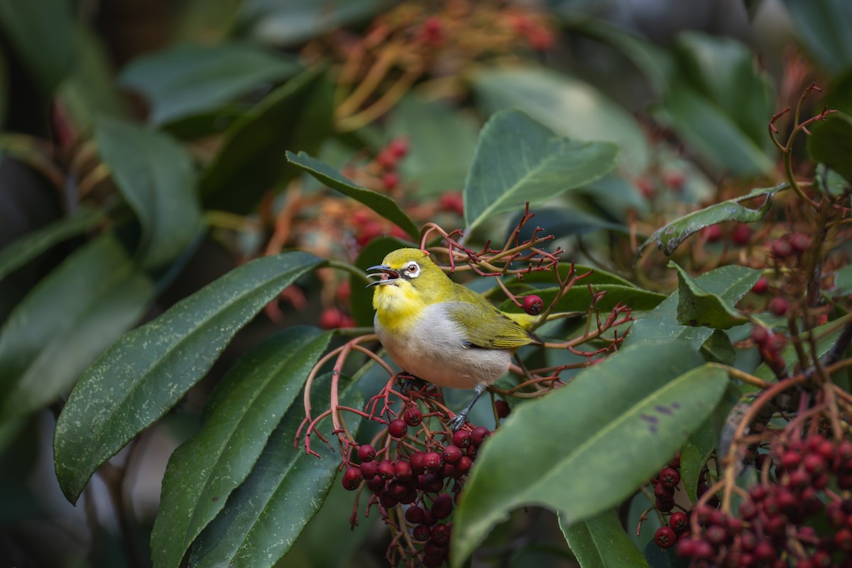斯氏繡眼(綠繡眼) - ML649271163