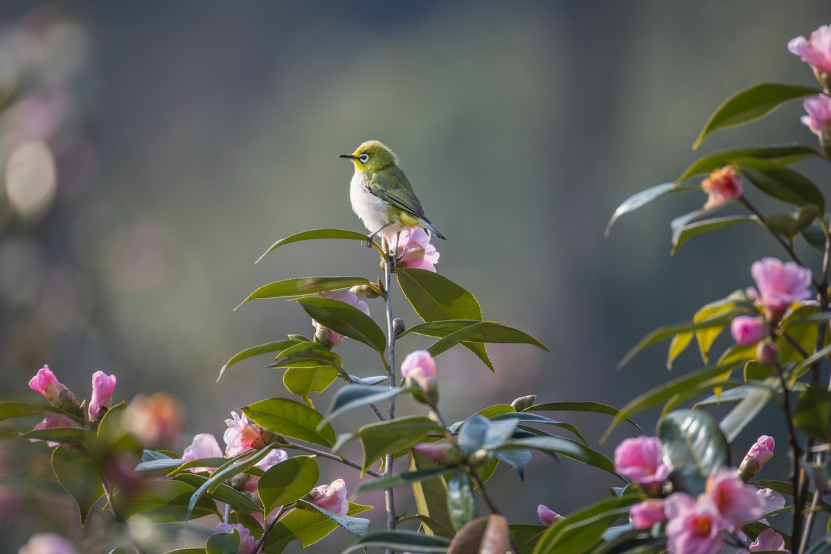 斯氏繡眼(綠繡眼) - ML649271164