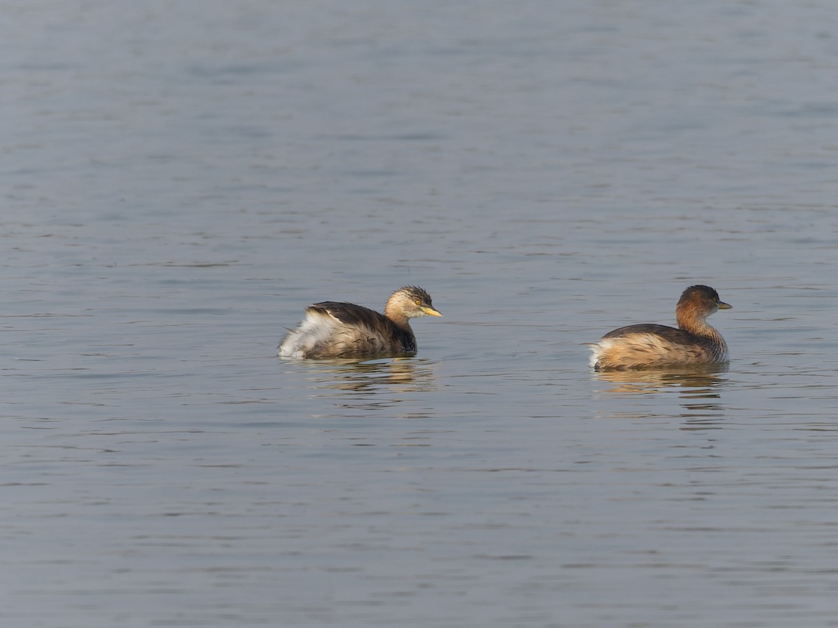 小鸊鷉 - ML649271167