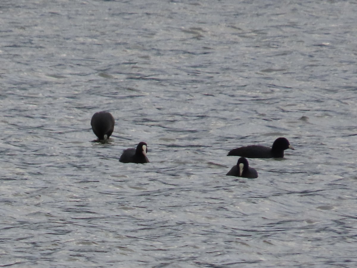 白冠雞 - ML649271168