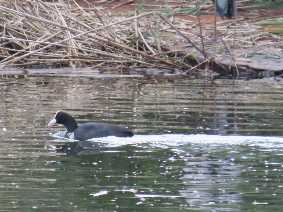 白冠雞 - ML649271169