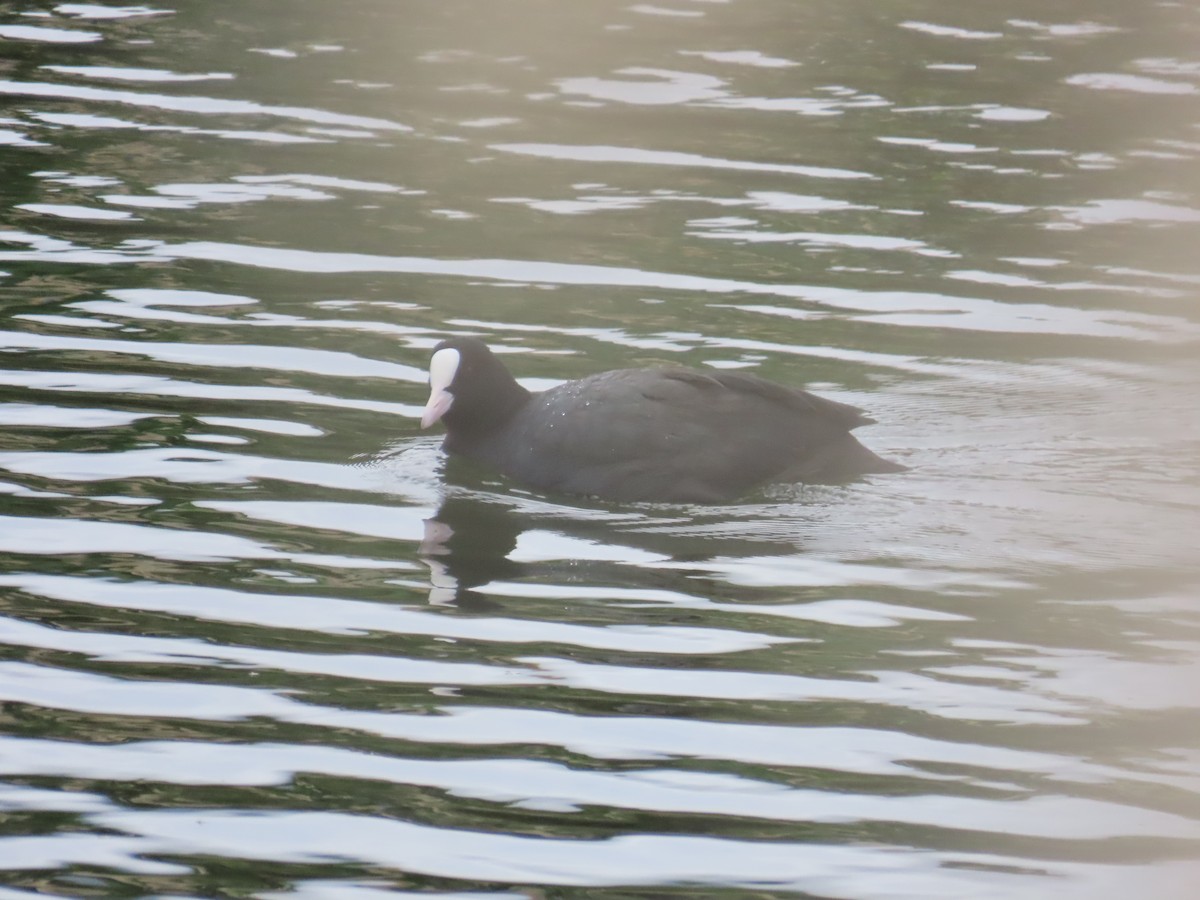 白冠雞 - ML649271170