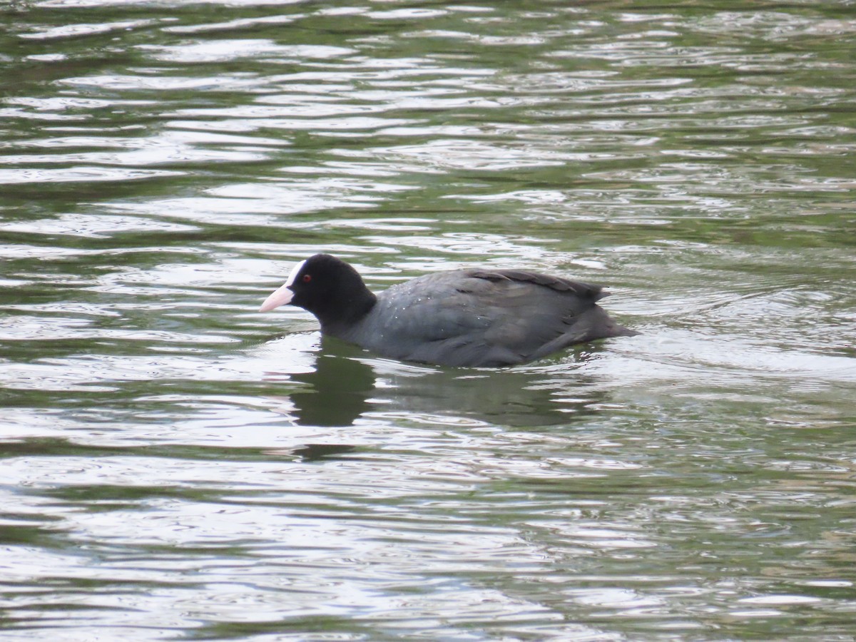 白冠雞 - ML649271171