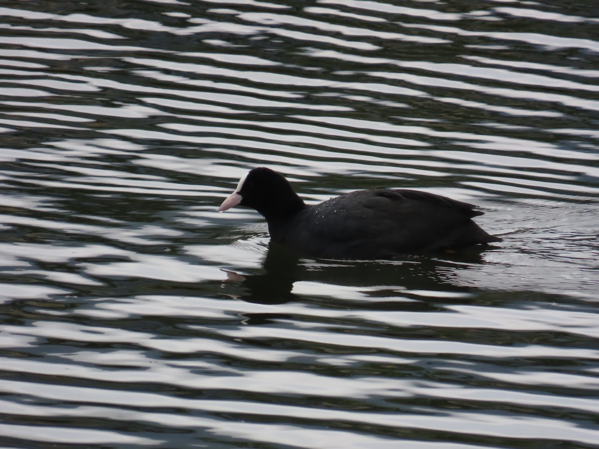 白冠雞 - ML649271172