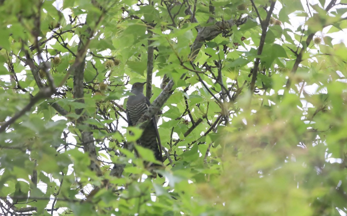 北方中杜鵑 - ML649271174