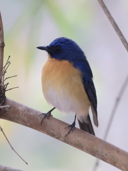 Tickell's Blue Flycatcher - ML649271179