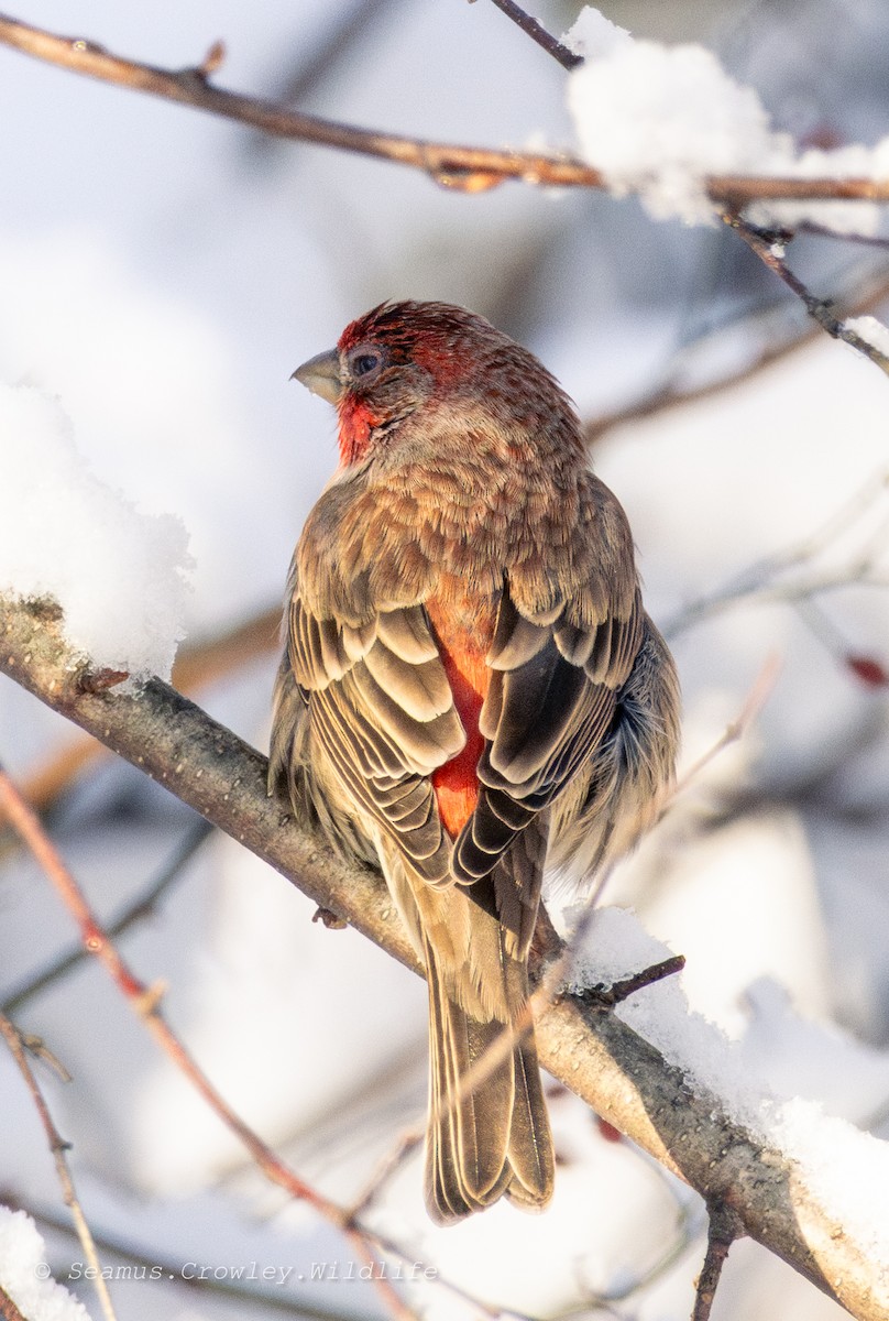 House Finch - ML649271188