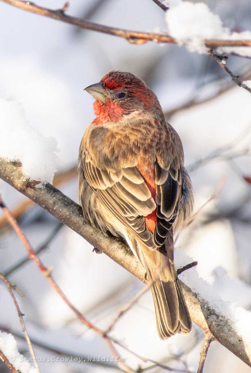 House Finch - ML649271189