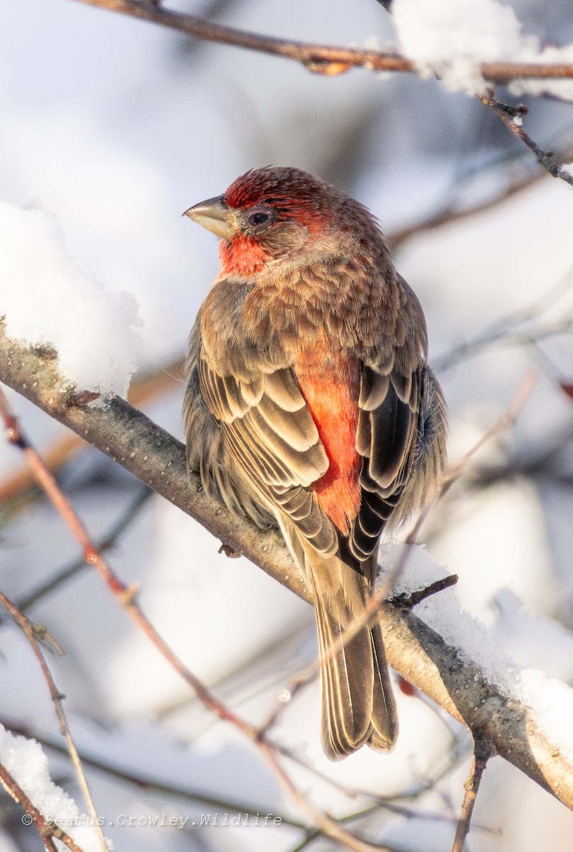 House Finch - ML649271190