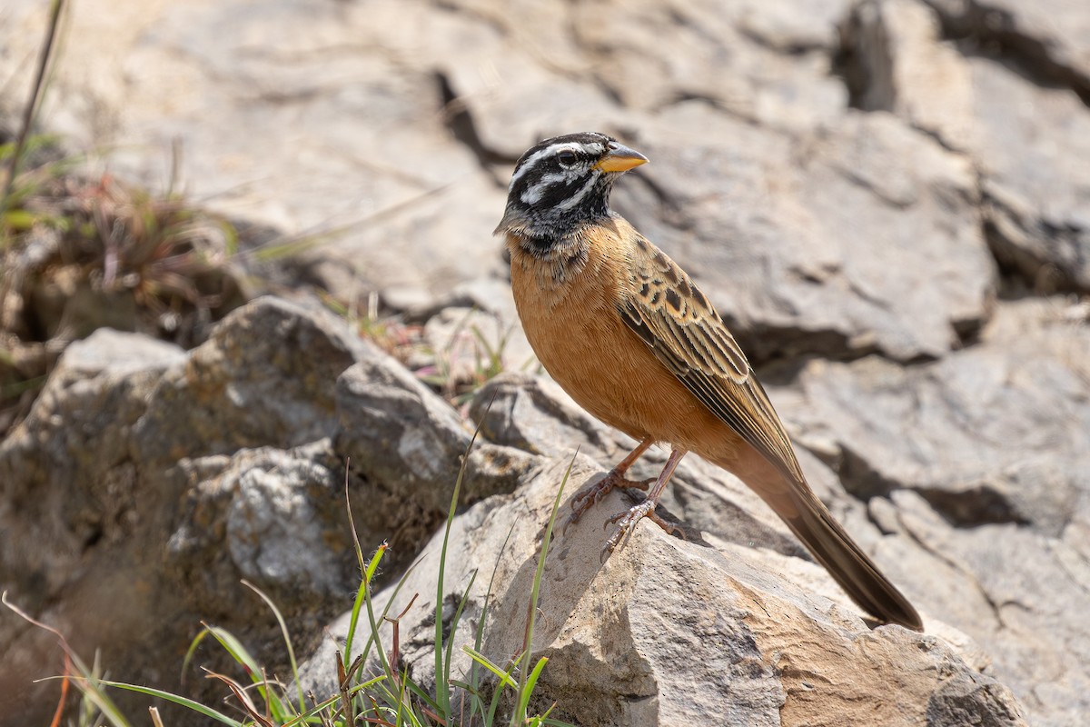 Cinnamon-breasted Bunting - ML649271192