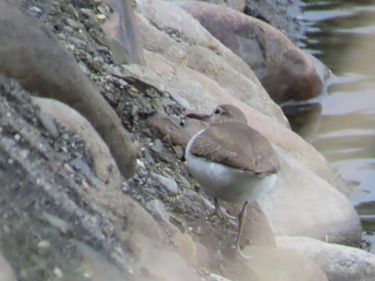 磯鷸 - ML649271193