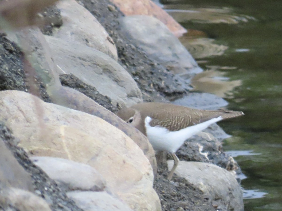 磯鷸 - ML649271194