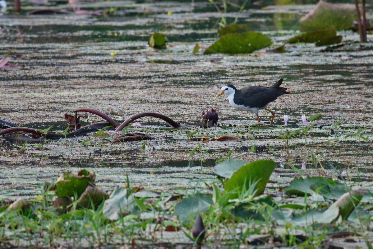 Багновик білогрудий - ML649271242