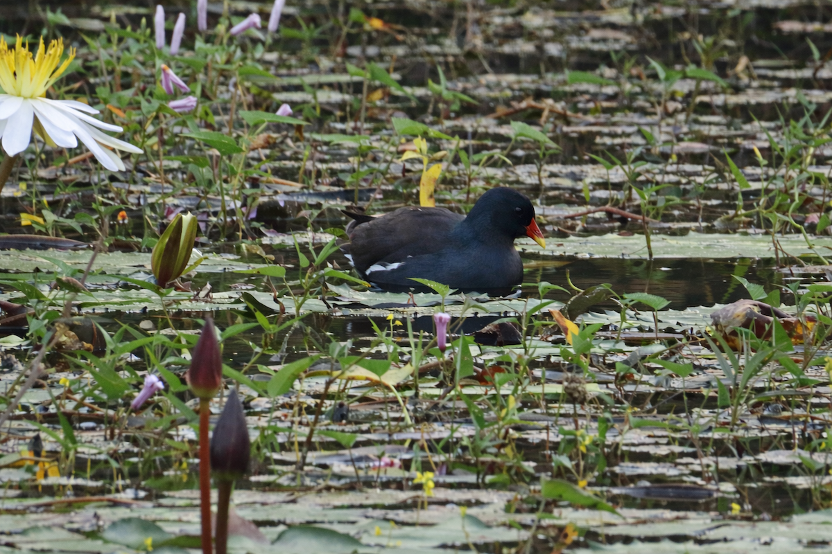 Курочка водяна - ML649271249