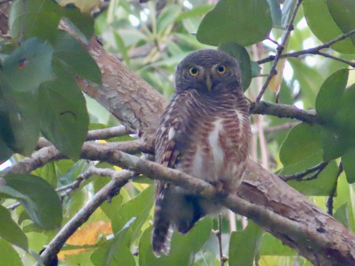 Сичик-горобець азійський - ML649271290