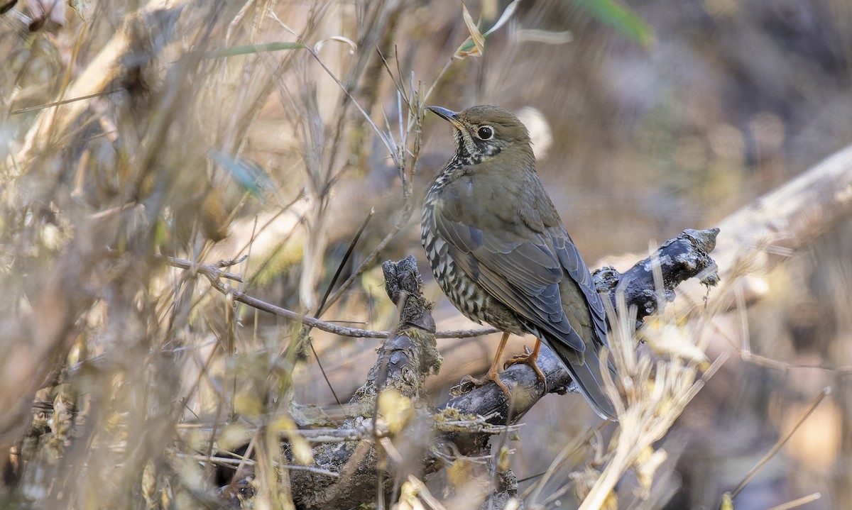 Zorzal Dorsiliso del Himalaya - ML649271547