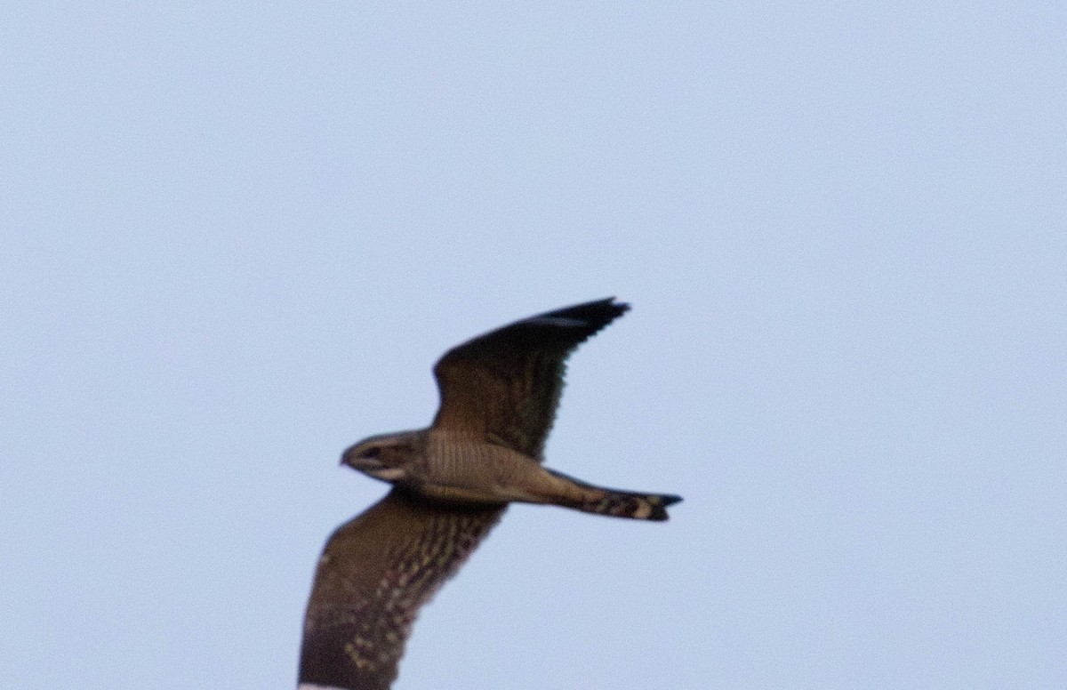 Lesser Nighthawk - ML649271638