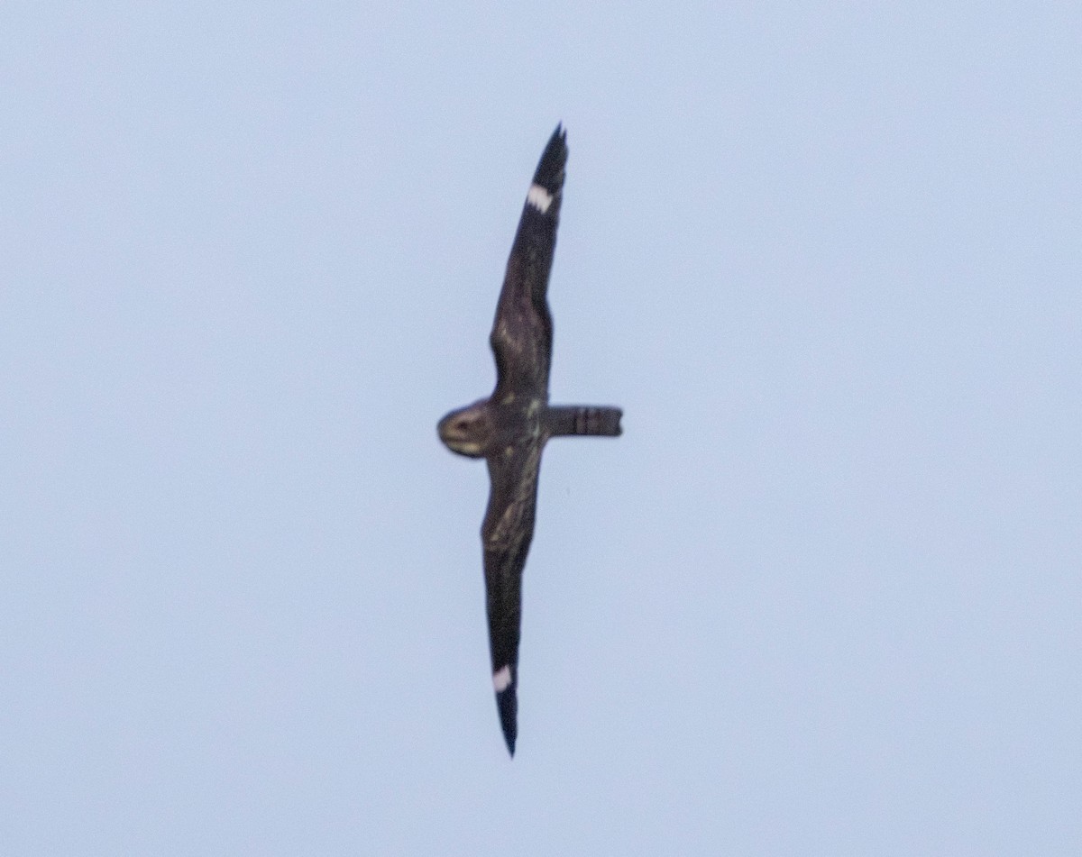 Lesser Nighthawk - ML649271639