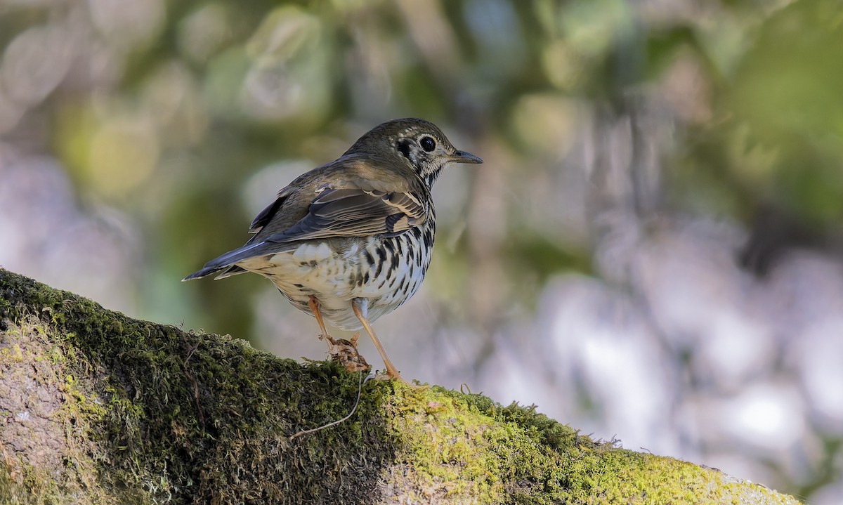 Zorzal de Dixon - ML649271661