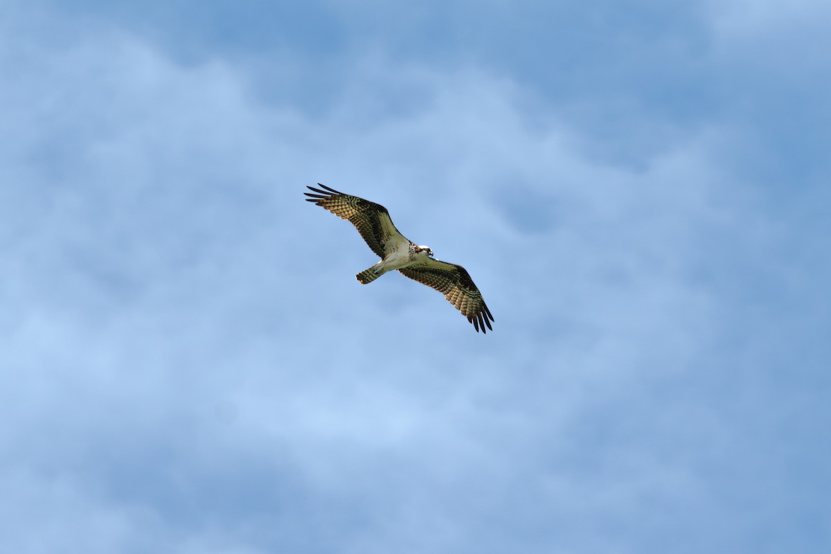 Скопа - ML649271720