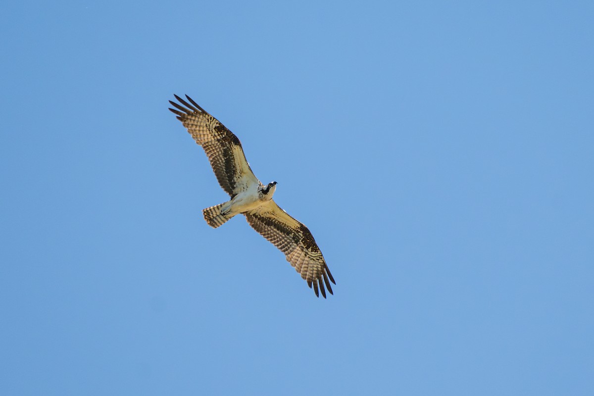 Скопа - ML649271721