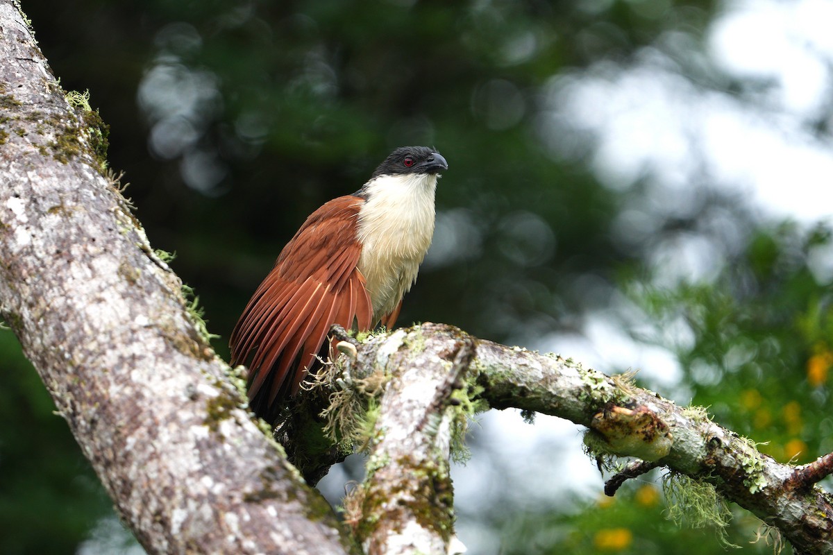 Burchell Kukalı - ML649271764