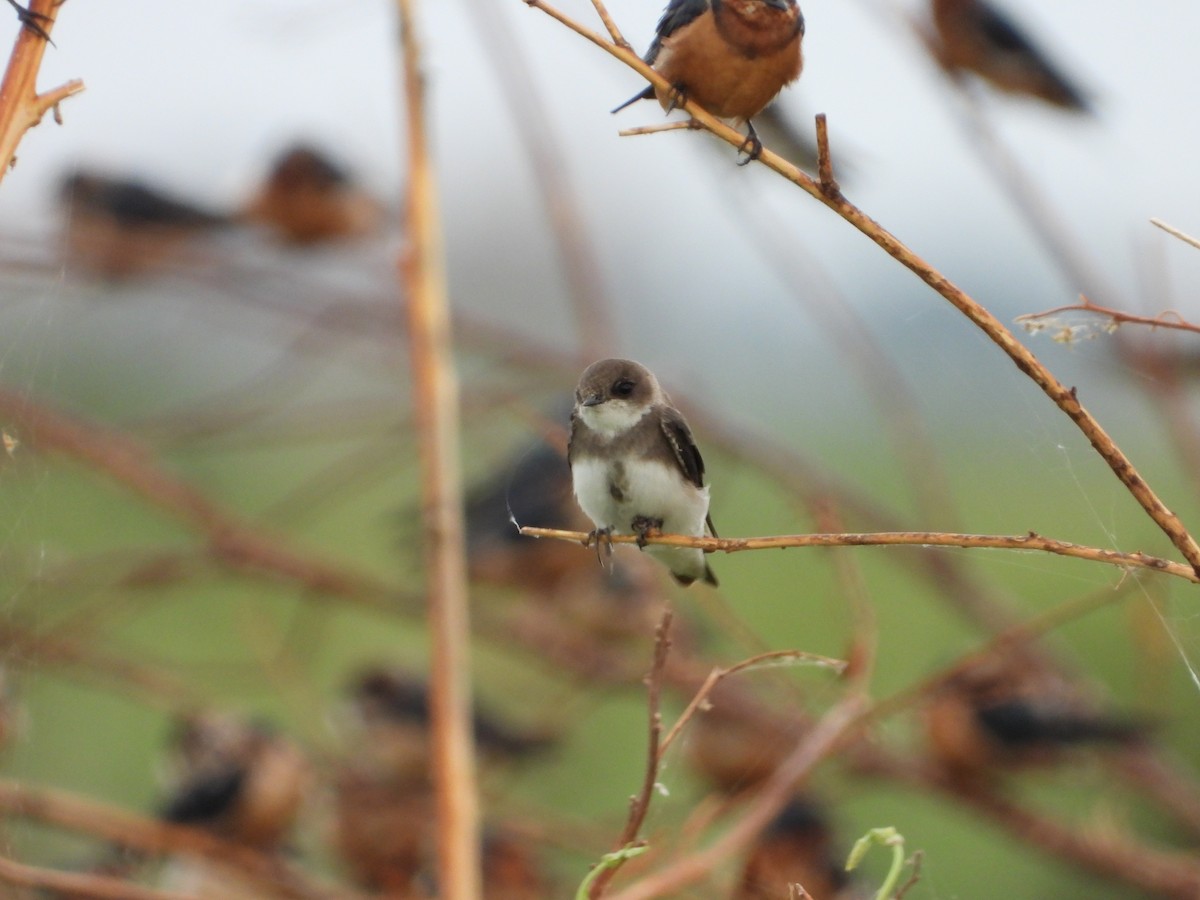 Береговушка - ML649271767