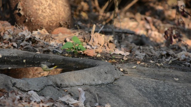 Gebirgsstelze - ML649272087