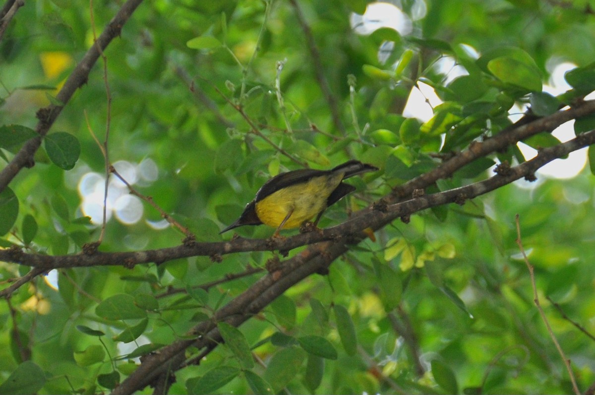 Brown-throated Sunbird - A Stranger