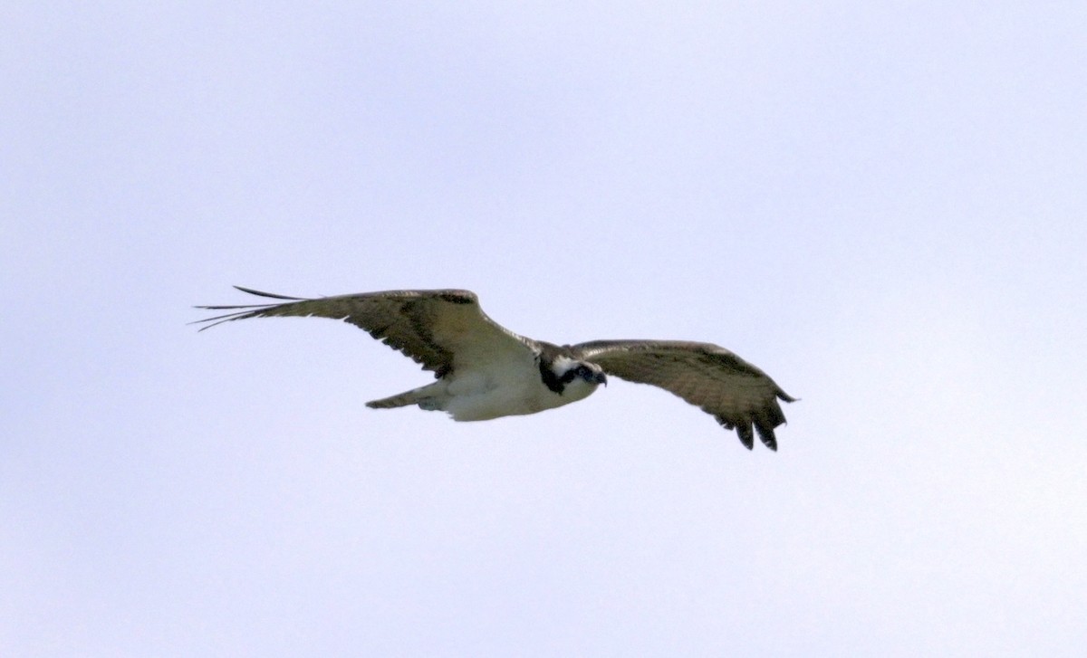 Скопа - ML649272277