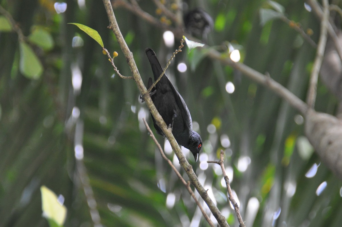 Шпак-малюк філіпінський - ML649272472