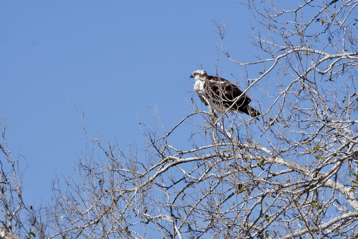 Скопа - ML649272650