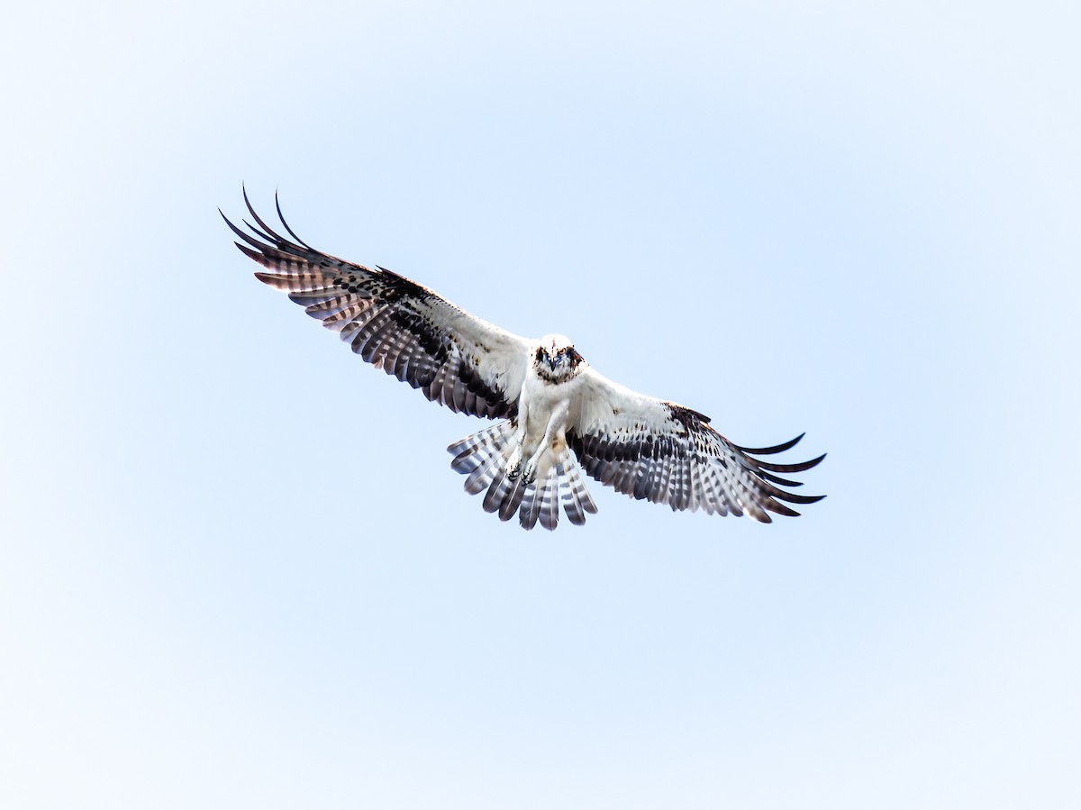 Скопа (haliaetus) - ML649272665