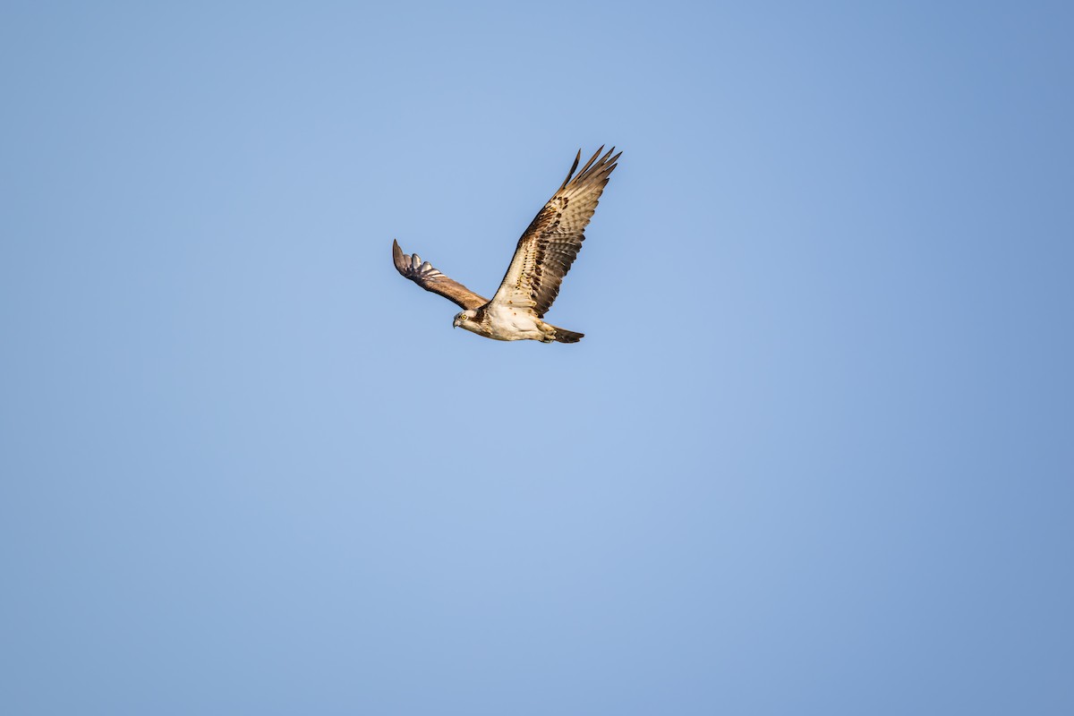 Скопа - ML649272670