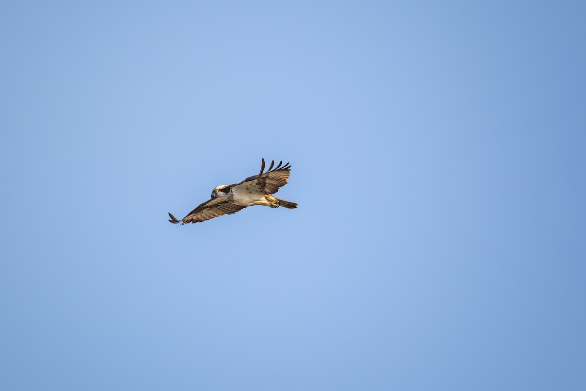 Скопа - ML649272671