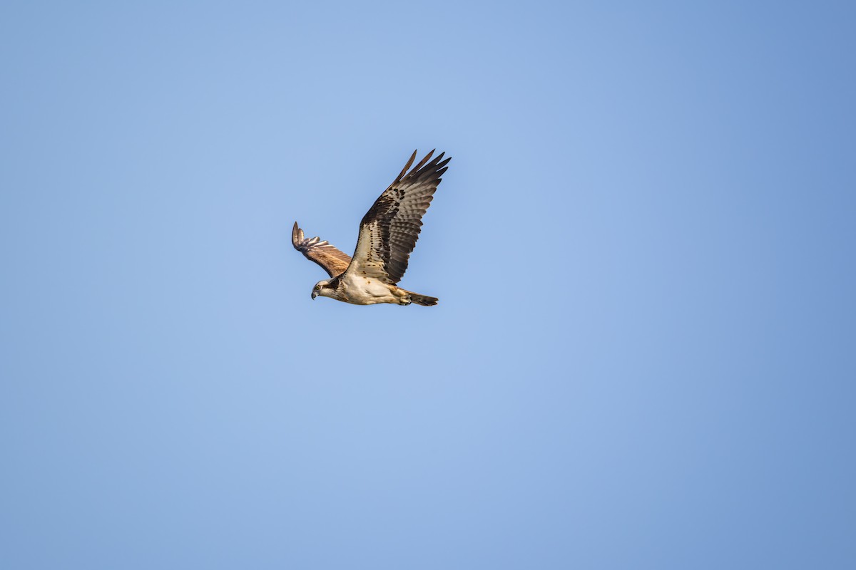 Скопа - ML649272672