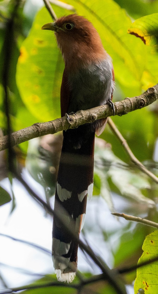 Common Squirrel-Cuckoo (Middle American) - ML649272695