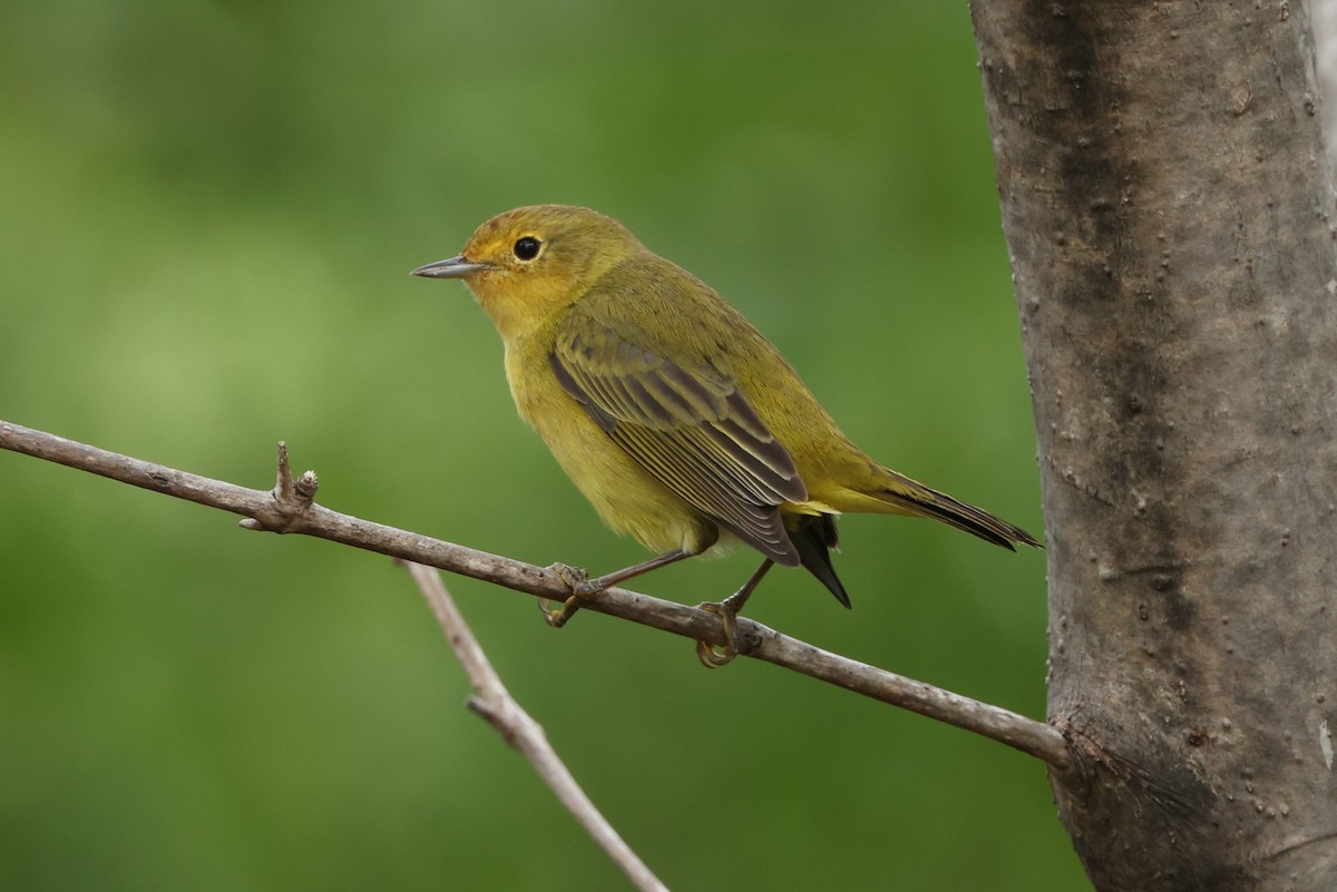 Northern/Mangrove Yellow Warbler - ML649272721