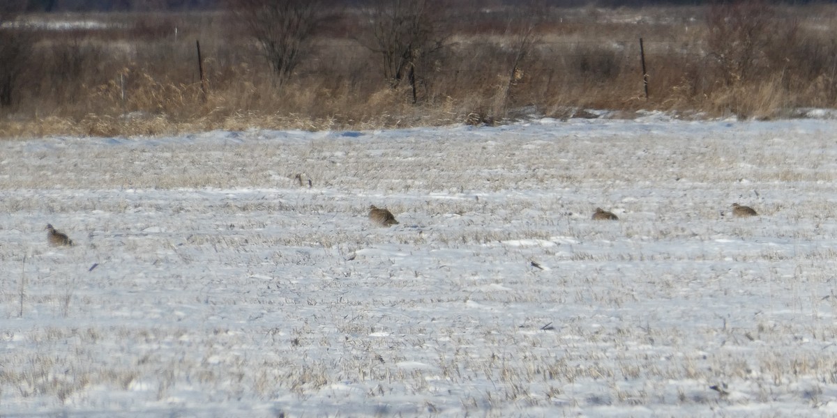 Greater Prairie-Chicken - ML649272790