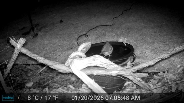 Дрозд-отшельник - ML649272868