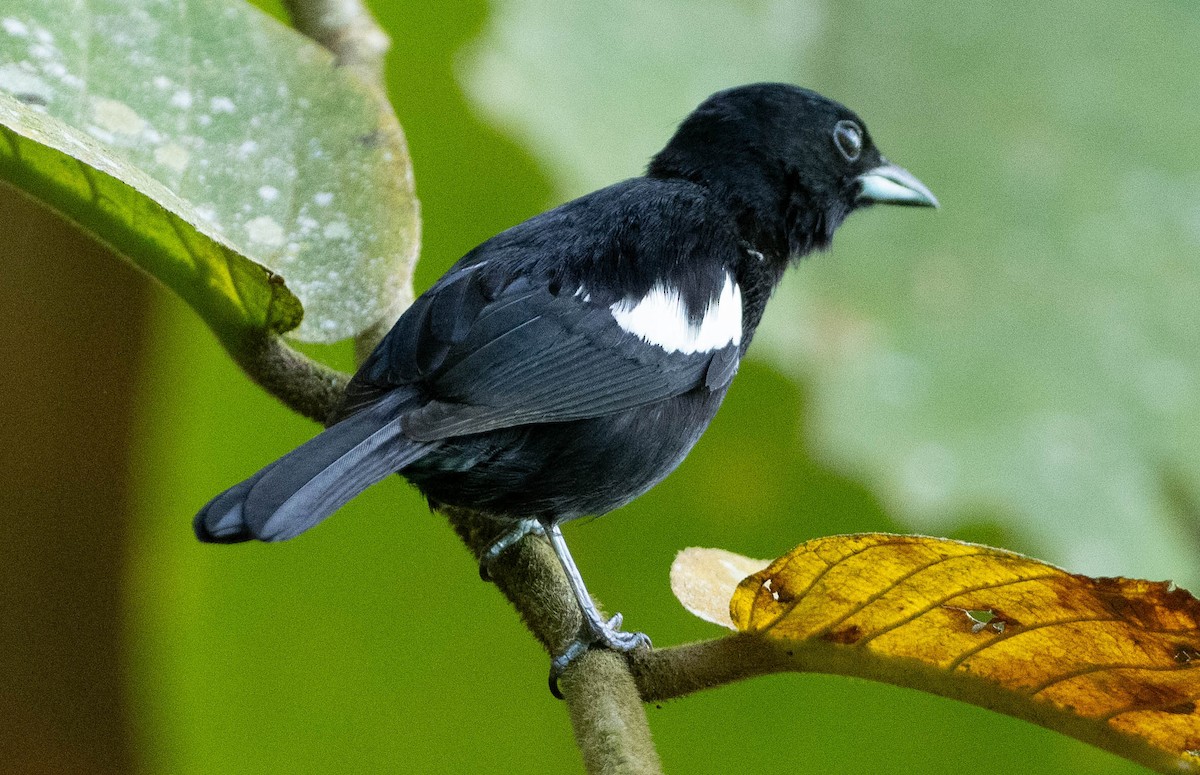 Белоплечая танагра - ML649272902