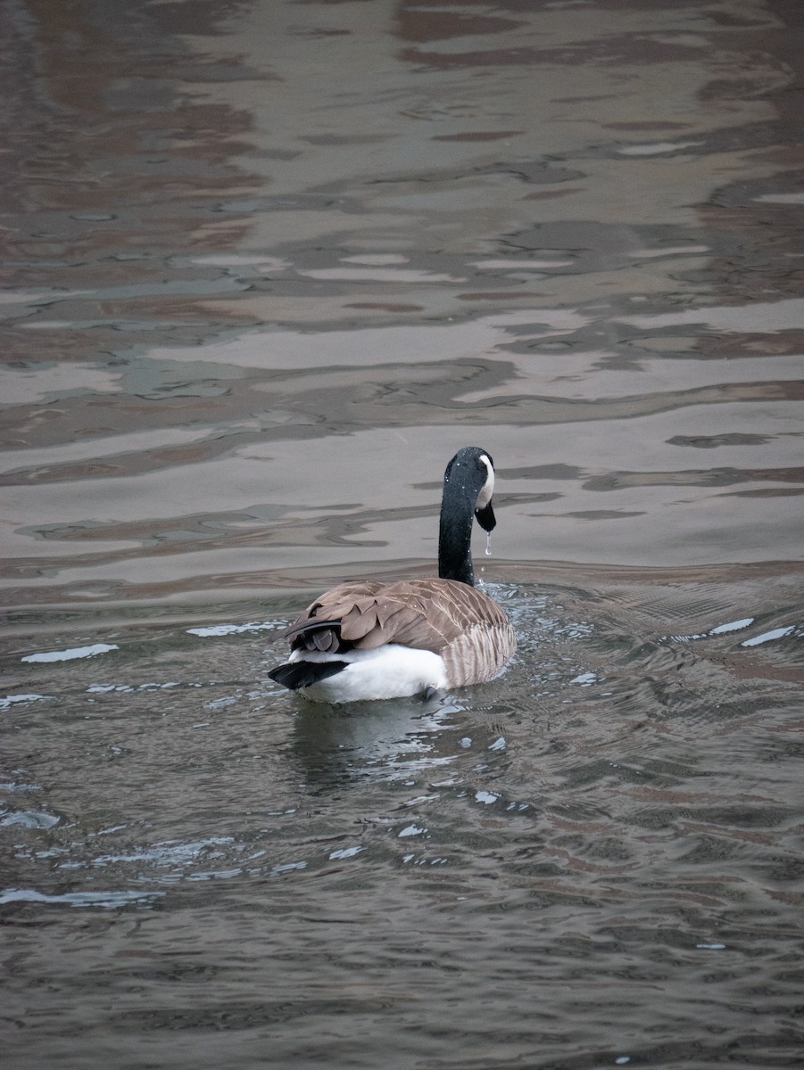 Канадская казарка - ML649273006