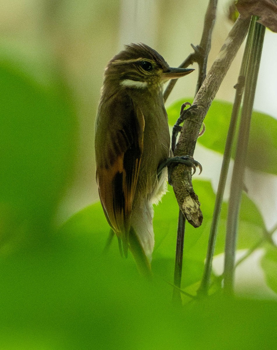 Northern Plain-Xenops - ML649273050