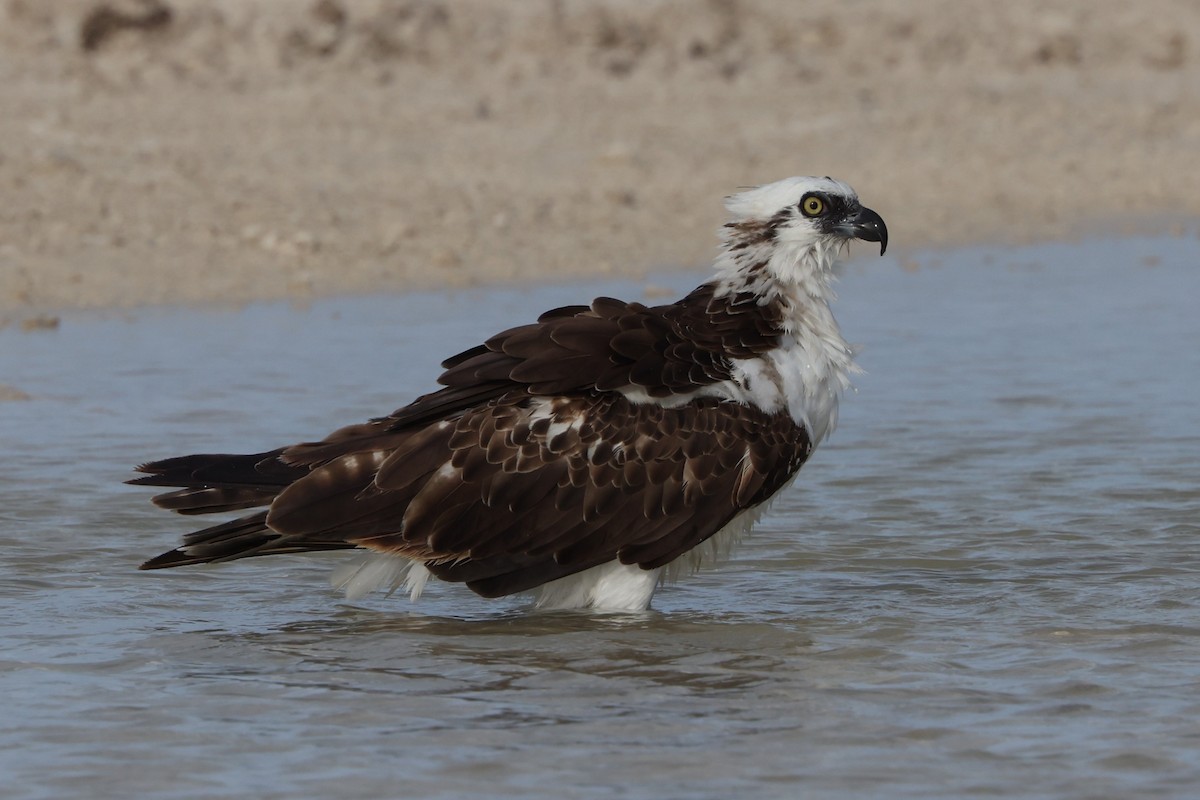 Скопа (ridgwayi) - ML649273116