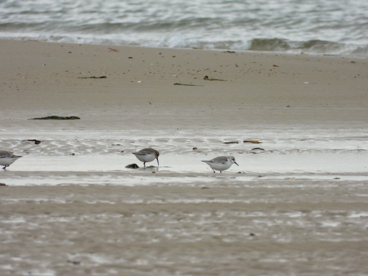 黑腹濱鷸 - ML649273142