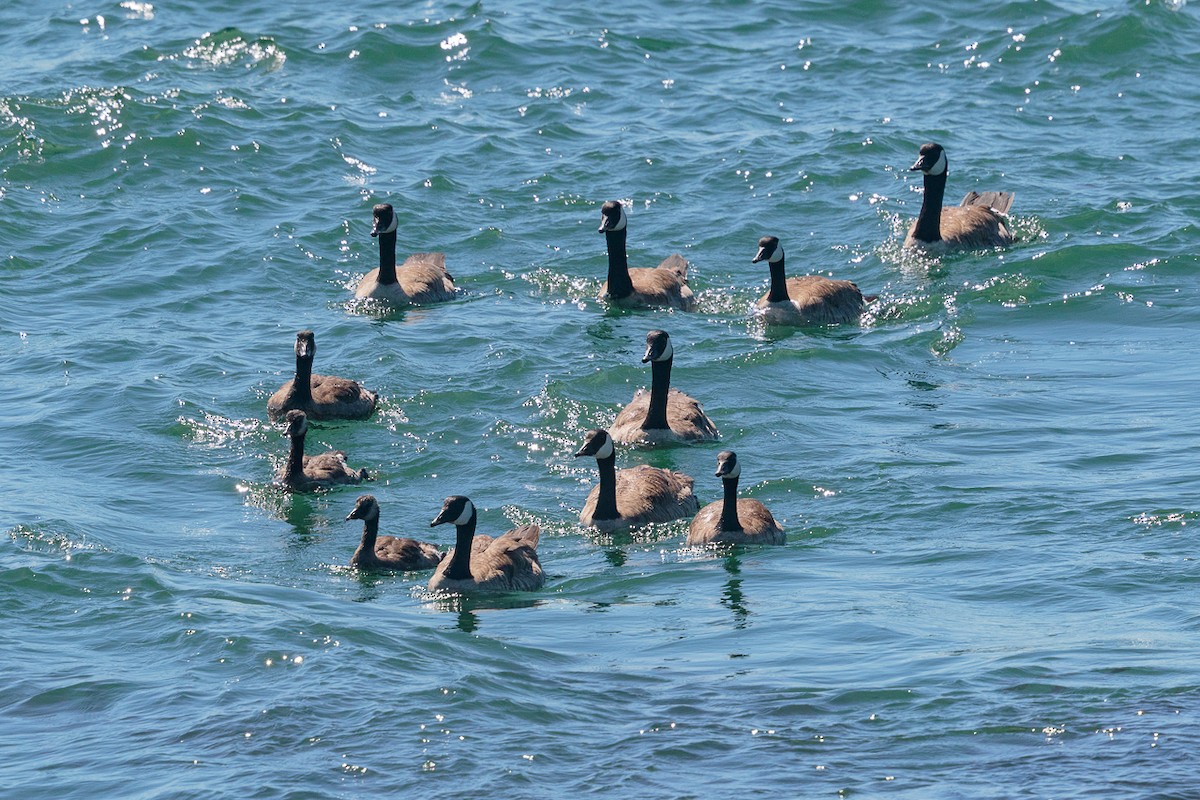 Канадская казарка - ML649273298