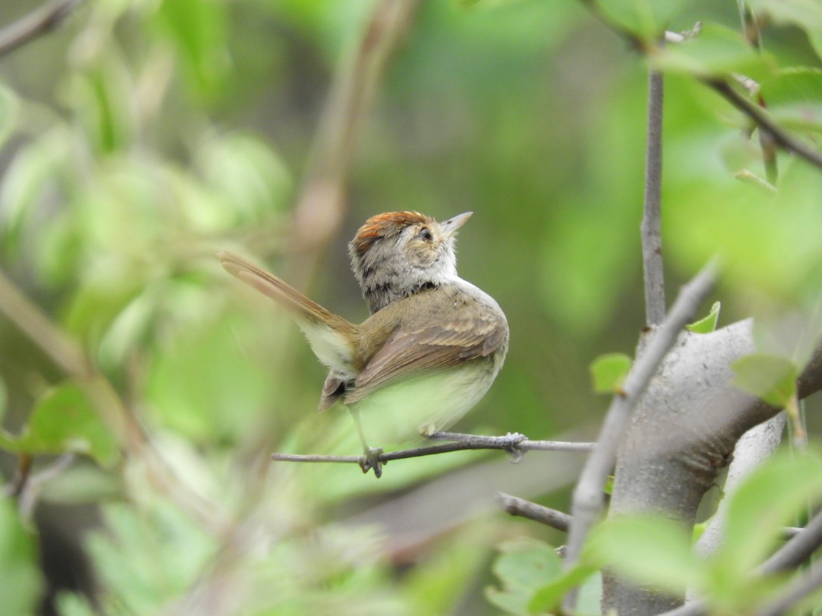 Fulvous-crowned Scrub-Tyrant - ML649273451