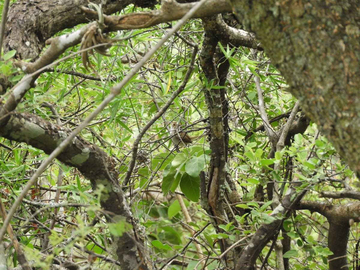 Fulvous-crowned Scrub-Tyrant - ML649273452